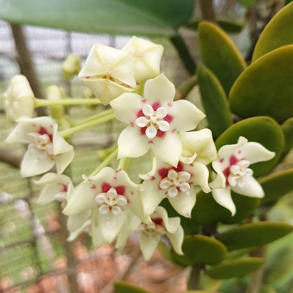 Hoya australis, 5 Cuttings