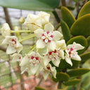 Hoya australis, 5 Cuttings