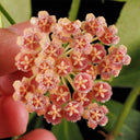 Hoya rosarioae, 5 Cuttings