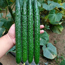 'Fuyang No.2' F1 Cucumber Seeds, 25g