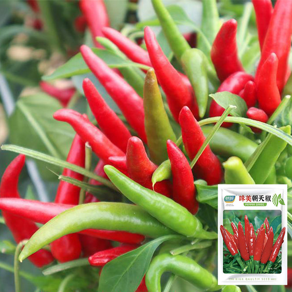 Tasty Upward-Growing Chili Pepper Seeds, 60 Seeds