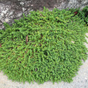 Green Carpet Rupturewort, 20 Seeds