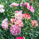 Chabaud Mixed Color Carnation, 15 Seeds