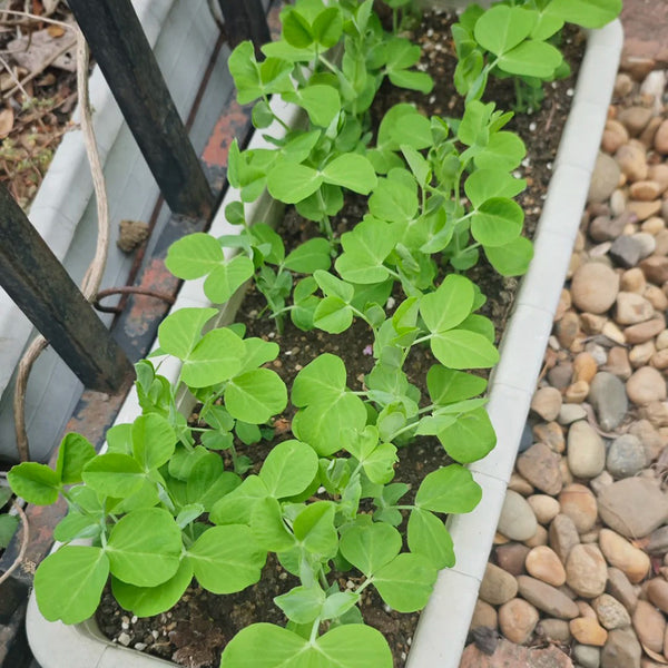 Jiemei Tendril-Free Pea Shoot Seeds, 100g