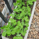Jiemei Tendril-Free Pea Shoot Seeds, 100g
