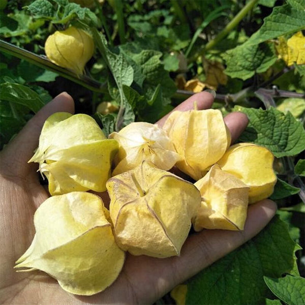 Groundcherry Seeds, 200 Seeds