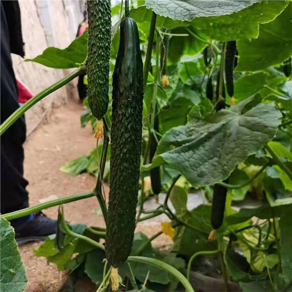 ‘Green Dragon F1 · 188’ Cucumber Seeds, 20g