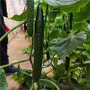 ‘Green Dragon F1 · 188’ Cucumber Seeds, 20g