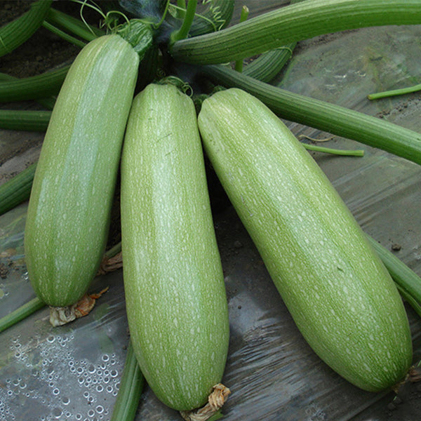 Zaoqing Zucchini Seeds,5g Per Bag