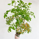 272 Microberry Tomato, 5 Seeds