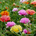 Hezhichun Mixed Double Portulaca Seeds, 1g