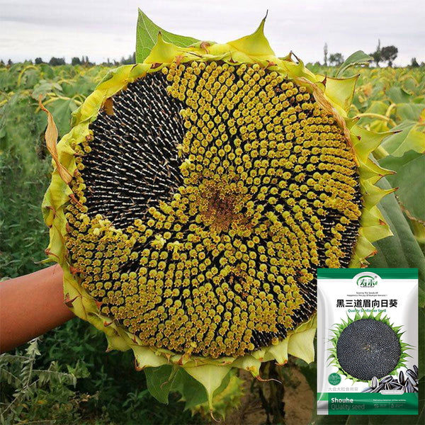 Black Three-Stripe Sunflower Seeds, 20g