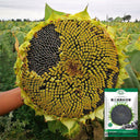 Black Three-Stripe Sunflower Seeds, 20g