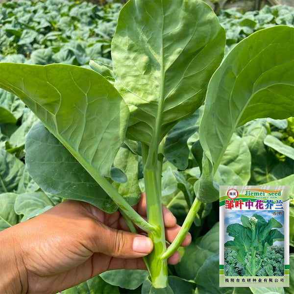 Wrinkle-leaf Mid-flowering Chinese Kale Seeds, 20g