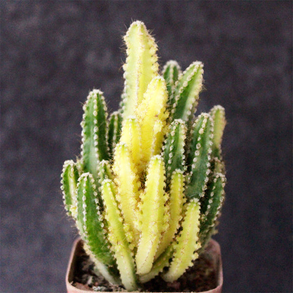 Variegated 'Fairy Castle' Live Cactus, 5-6cm