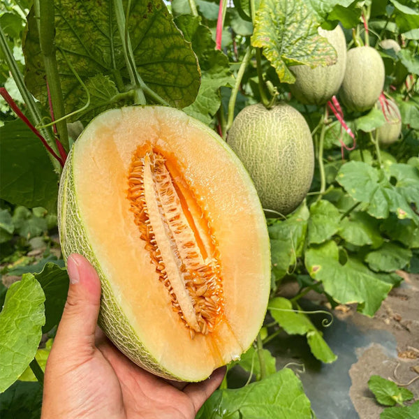 Xizhoumi Sweet Melon Seeds, 50 Seeds