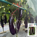 Delicious Grilling-Friendly Eggplant Seeds, 30 Seeds