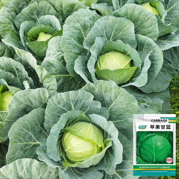 Apple Cabbage Seeds, 2g