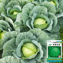 Apple Cabbage Seeds, 2g