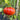 Camille Tomato, 10 Seeds