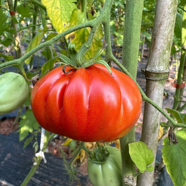 Camille Tomato, 10 Seeds