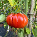 Camille Tomato, 10 Seeds