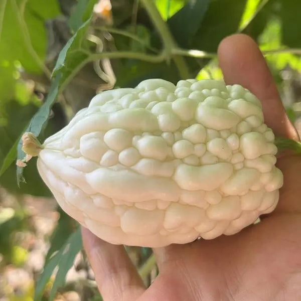 Apple Bitter Gourd, 5 Seeds