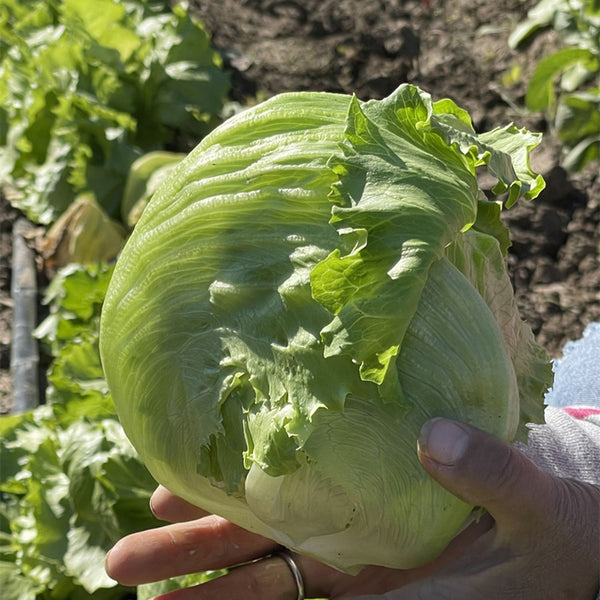 Green Ball Lettuce Seeds, 2g
