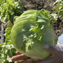 Green Ball Lettuce Seeds, 2g