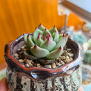 Echeveria Agavoides 'Blue Dragon', 2pcs x 1-head