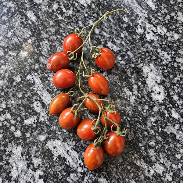 547 Datterino Nero Tomato, 5 Seeds