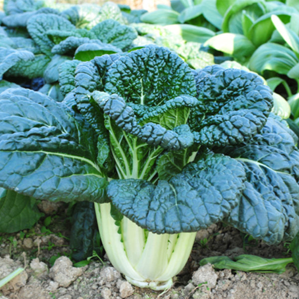 Dark-green-leafed Baby Bok Choy Seeds, 5 × 1k-seed Bags
