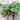 Epimedium Seedlings, 2 Roots