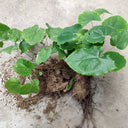 Epimedium Seedlings, 2 Roots