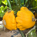Yellow Patty Pan Squash, 50 Seeds