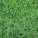 Poa pratensis 'Ginney II BT' Seeds, 200g