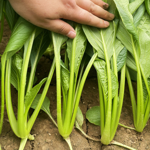 Jiamei Komatsuna Seeds, 10g