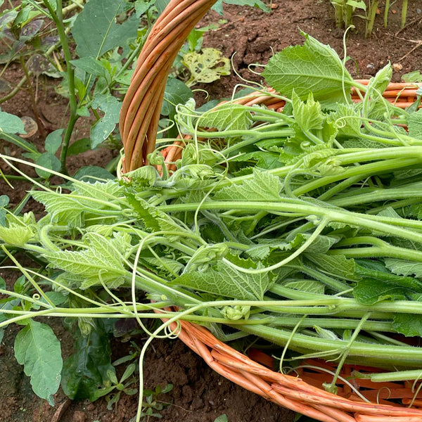 Tasty Pumpkin Shoots Seeds, 20g