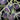 Black Key Tomato, 20 Seeds