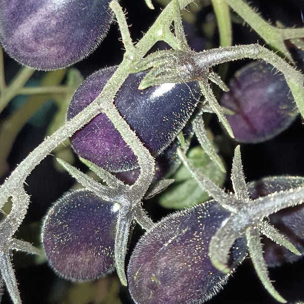 Black Key Tomato, 20 Seeds