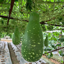 Qiangchun Duosheng Variegated Bottle Gourd Seeds, 8g