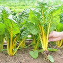 Jiayuan Golden Chard Seeds, 10g