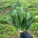 Sweet-Crispy 'Zhonghua' Chinese Kale Seeds, 10g