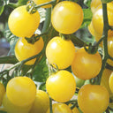 Italian Ice Cherry Tomato, 20 Seeds