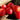 599 Cuore del Drago Tomato, 5 Seeds