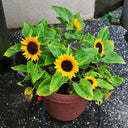 Bonsai Sunflowers Seeds, 3g
