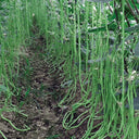 Ganzhimei Yardlong Bean Seeds, 5 × 50-seed Bags