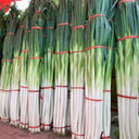 Zhangqiu Green Onion Seeds, 10g