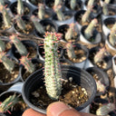 Euphorbia mammillaris 'Variegata', 6-8cm