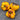 90 Purple Lightning Tomato, 5 Seeds